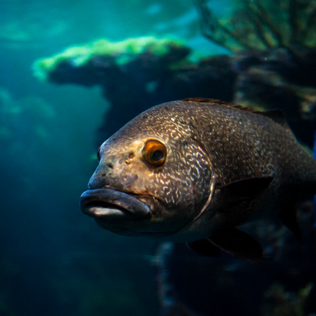 Burgers zoo vis